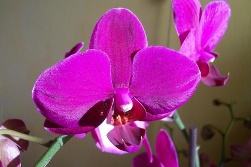 Orchidea storczyk kwitnacy od 2011 MZW 2194