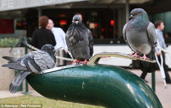 pigeons drinking water from a fountain