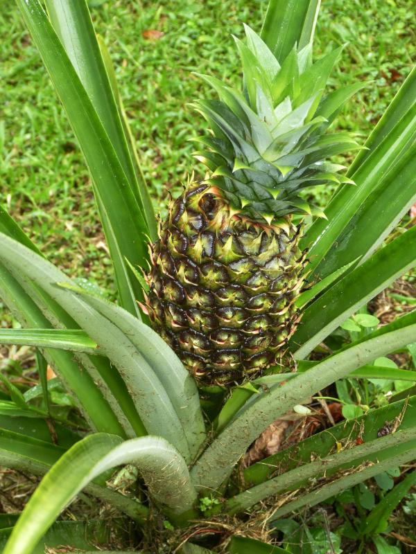 pineapple 287313 1920